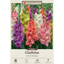 10-Count Parrot Mixture Gladiolus