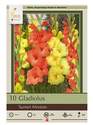 Sunset Mixture Gladiolus, 10-Pack