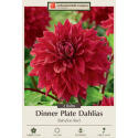 2-Count Babylon Red Dinner Plate Dahlias