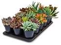 5-Inch Assorted Cactus And Succulent Plants