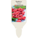 1-Year Heritage Raspberry