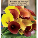 3-Count Blends of Beauty® Tequila Sunrise Mix Calla Lily