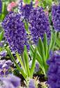Blue Jacket Hyacinth 6-Count