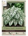 Fancy Leaf White Christma Caladium, 3-Count