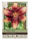 Chocolate Event Tiger Lily, 2-Pack 