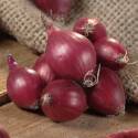 3/4-Inch Red Karmen Onions, 80-Pack 