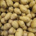 Yukon Gold Seed Potato, 5-Pack 