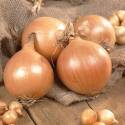 3/4-Inch Yellow Stutgarter Onions, 80-Pack 