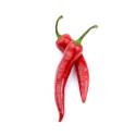 Long Red Cayenne Pepper Seed