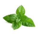 Peppermint Mint Seed