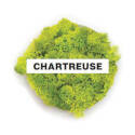 80-Cubic-Inch Chartreuse Bella Moss Preserved Reindeer Moss    