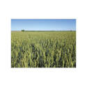 50-Pound Bag Grass Seed