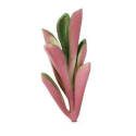Botanical In Pink 1-Inch X 3-Inch