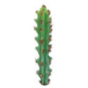 Botanical Cactus In 1-Inch X 5-Inch