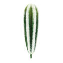 Botanical Cactus In Wht 2-Inch X 7.5-Inch