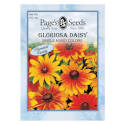 Single Mixed Colors Gloriosa Daisy