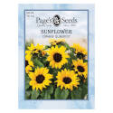 Yellow Bloom Dwarf Sunspot Flower Seed     