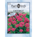 Catchfly Flower Seeds