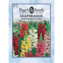 Snapdragon, Tetra Mixed Colors