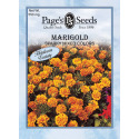 Marigold, Sparky Mixed Colors