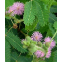 Mimosa Pudica, Sensitive Plant