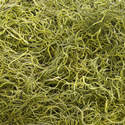 Green Dried Spanish Moss In Bag 500 Cu. In.