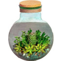 Panacea® 9 X 12-Inch Handblown Glass Terrarium Planter With Cork & Jute - 2 Pack