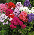 Assorted Phlox