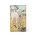 22-1/2 x 36-Inch Charolais Cow Canvas Print