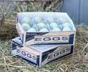 One Dozen Resin Araucana White Eggs