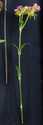 16-Inch Crafted Sweet William Stem