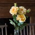 Yellow Gathered Garden Roses, 12-Stems