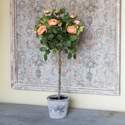27-Inch Potted Old Rose Topiary