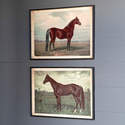 Prized Horse Framed Print