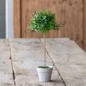 Petite Boxwood Topiary