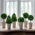 6-1/2-Inch X 17-Inch Preserved Boxwood Topiary
