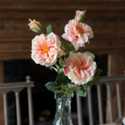 Peach Gathered Garden Assorted Roses, 12 Stems