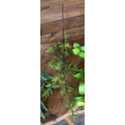 24-Inch Crafted Rosemary Stem