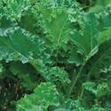 Kale Siberian Seed