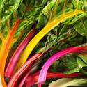 Swiss Chard Mixed Colors Seed