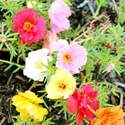 Moss Rose Portulaca Double Mixed Colors Seeds