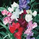 Sweet Pea Jet Set Mixed Colors Seed