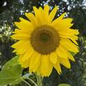 Sunflower Mammoth Seed