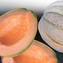 Cantaloupe Delicious Heirloom Seed