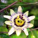 Passion Flower Seed