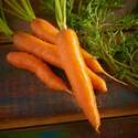Carrot Red Cored Chantenay Seed