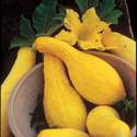 Squash Yellow Summer Crookneck Seed