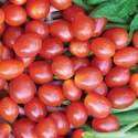 Tomato Jelly Bean Hybrid Seed