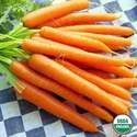 Organic Carrot Danvers Seed