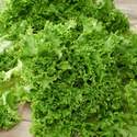 Organic Lettuce Salad Bowl Seed